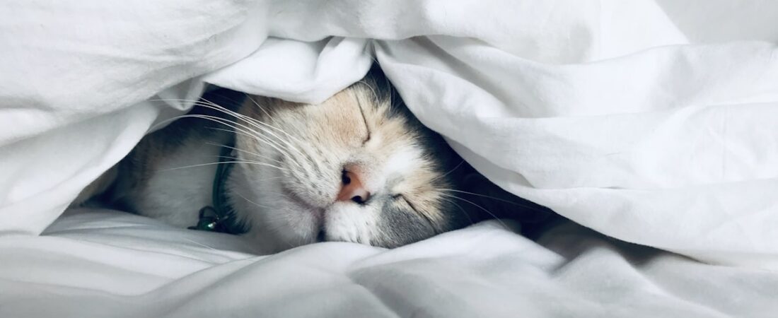 Which Is the Best Magnesium for Sleep? A Form-by-Problem Guide